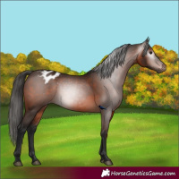 Horse Color:Gray Bay Appaloosa 