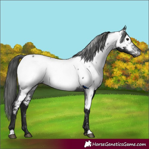 Horse Color:Gray Black Appaloosa 
