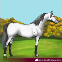 Horse Color:Gray Black Appaloosa