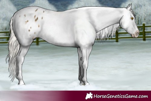 Horse Color:White Spotted Silver Buckskin Dun Splash Tobiano Appaloosa Rabicano 