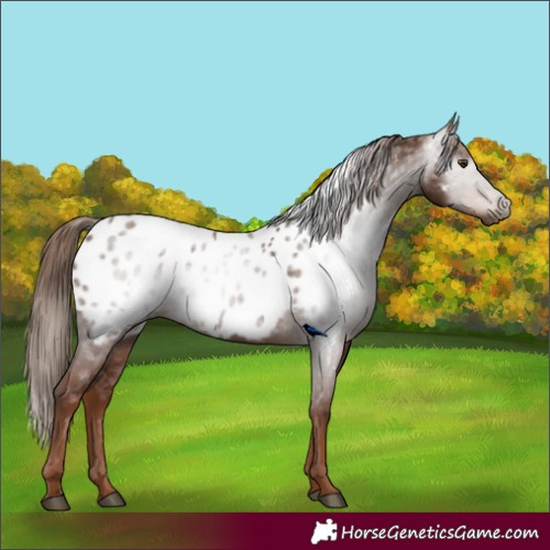 Horse Color:Gray Chestnut Appaloosa 