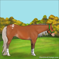 Horse Color:Silver Bay Appaloosa 