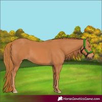 Horse Color:Chestnut 