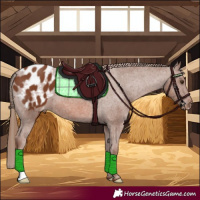 Horse Color:Chestnut Appaloosa