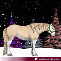 Horse Color:Red Dun Splash 