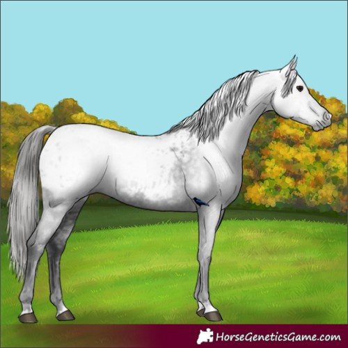 Horse Color:Gray Smoky Black Blanket 