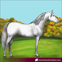 Horse Color:Gray Smoky Black Appaloosa 