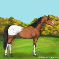 Horse Color:Bay Appaloosa Rabicano 