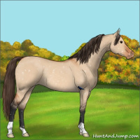 Horse Color:Bay Dun Appaloosa Rabicano