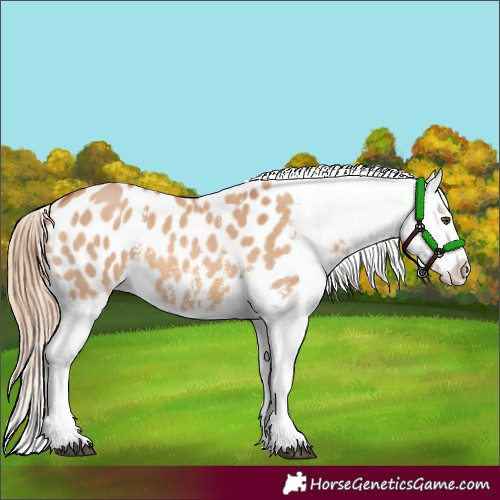 Horse Color:Red Dun Sabino Blanket 