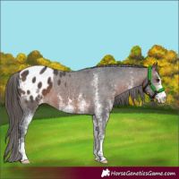 Horse Color:White Spotted Brown Appaloosa 
