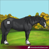 Horse Color:Black 