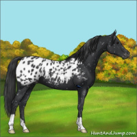 Horse Color:Black Appaloosa 