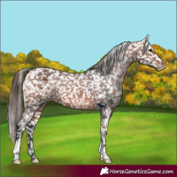 Horse Color:Bay Appaloosa 
