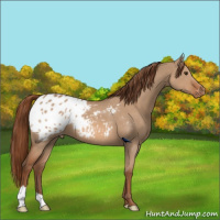Horse Color:Red Dun Appaloosa 