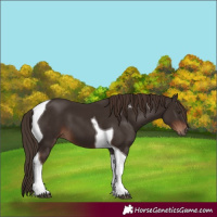 Horse Color:Liver Chestnut Tobiano 
