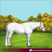 Horse Color:Blue Roan Near Leopard 