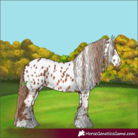 Horse Color:Chestnut Near Leopard 