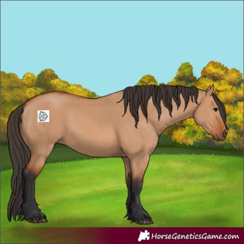 Horse Color:Bay Dun 