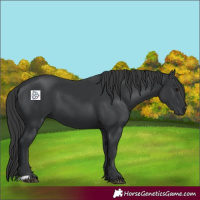 Horse Color:Black 