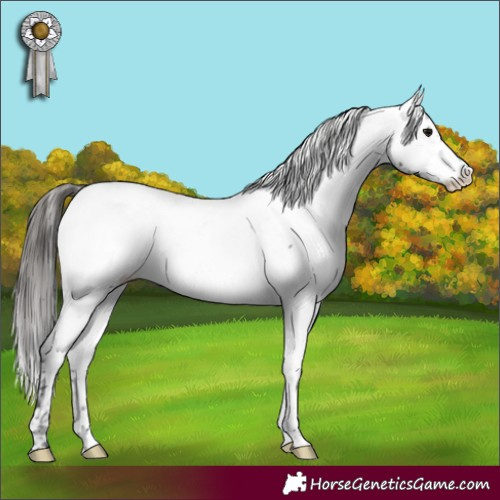 Horse Color:Black Near Fewspot 