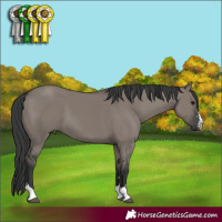 Horse Color:Grullo