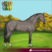 Horse Color:Grullo 