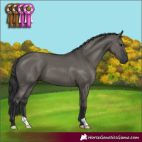 Horse Color:Grullo 