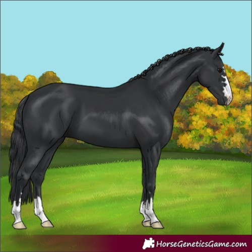 Horse Color:Black 