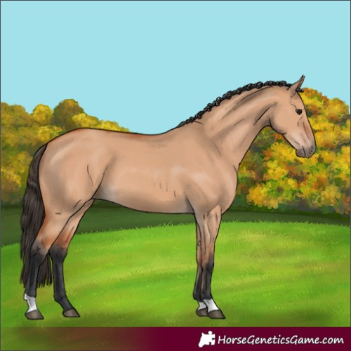 Horse Color:Bay Dun 
