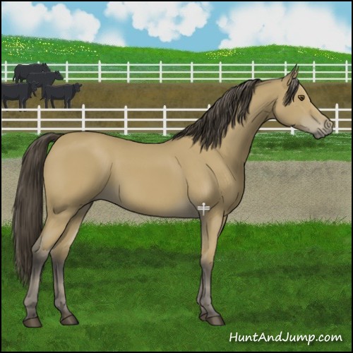 Horse Color:Buckskin 