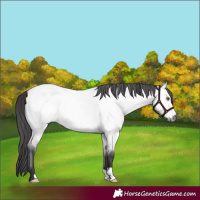 Horse Color:Platinum Buckskin Roan Dun 