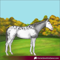 Horse Color:Black Splash Frame Appaloosa