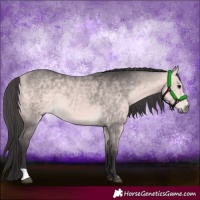 Horse Color:Platinum Buckskin 