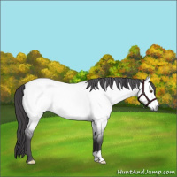 Horse Color:Platinum Buckskin Roan Dun 