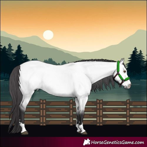 Horse Color:Platinum Buckskin Dun 