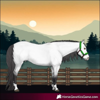 Horse Color:Platinum Buckskin Dun 