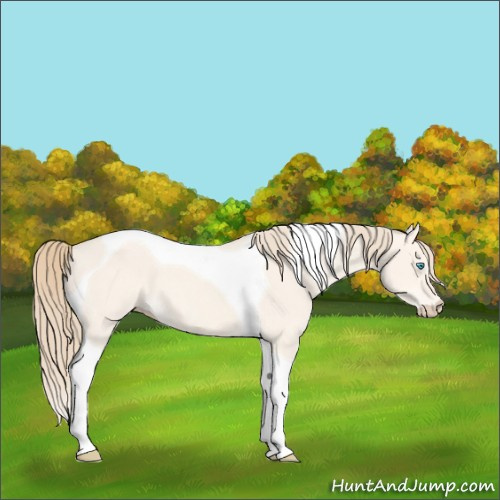 Horse Color:Perlino Dun Tobiano 