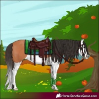 Horse Color:Bay Splash