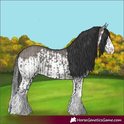 Horse Color:Grullo Sabino Splash  and Grullo Sabino Splash Rabicano 