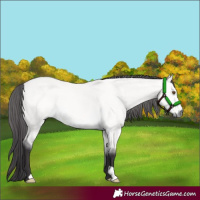 Horse Color:Platinum Buckskin Dun 