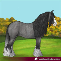 Horse Color:Blue Roan Sabino Splash  and Blue Roan Sabino Splash 