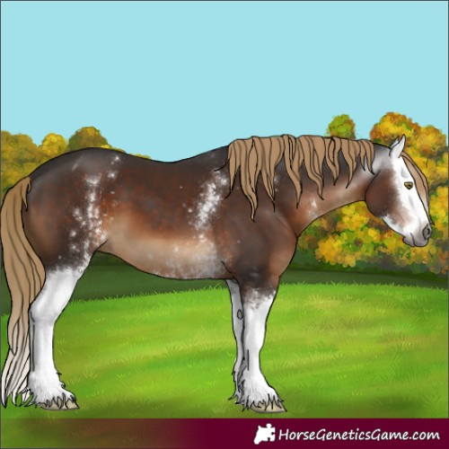 Horse Color:Gray White Spotted Liver Chestnut Splash 