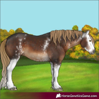 Horse Color:Gray White Spotted Liver Chestnut Splash 