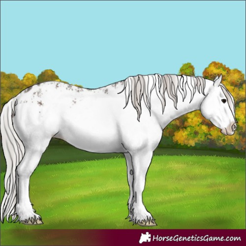 Horse Color:White Spotted Silver Black Splash Appaloosa Rabicano 