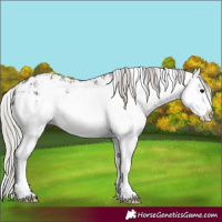 Horse Color:White Spotted Silver Black Splash Appaloosa Rabicano