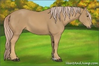 Horse Color:Palomino