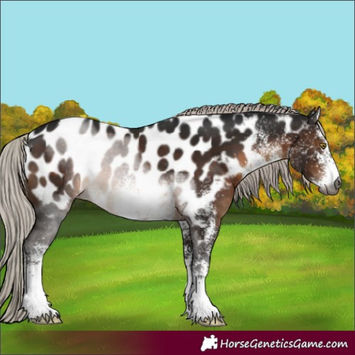 Horse Color:Gray White Spotted Silver Brown Appaloosa Rabicano 
