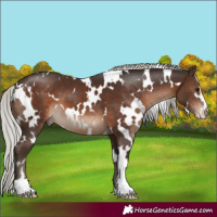 Horse Color:White Spotted Silver Brown Sabino
