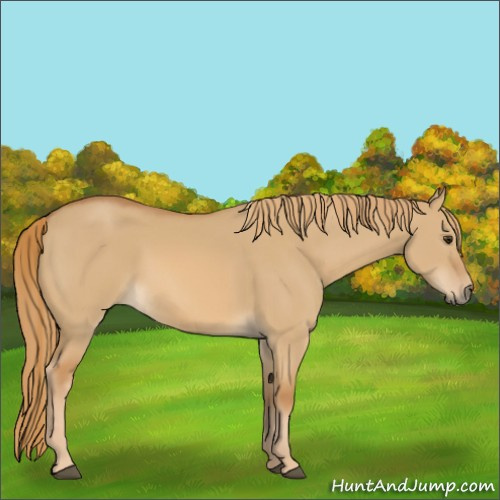 Horse Color:Red Dun 